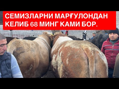 Видео: ЁР СИТИ СЕМИЗ БУҚАЛАР МАКОНИ СЕМИЗ БУҚА-ЛАР САВДОСИ АВЖИДА БОЗОР ҚИЗИДИ БУГУН. 