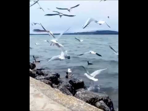 Видео: Қайдасың қазыр қайдасың,             Элесің тұрат есімде. 