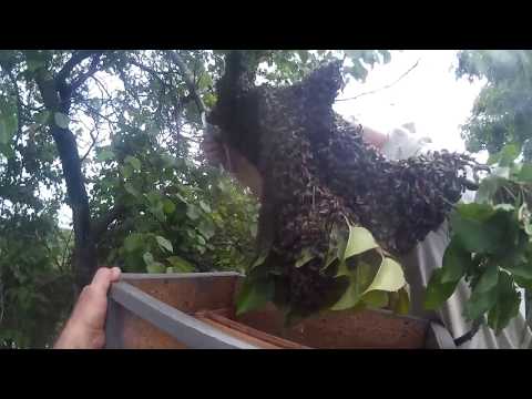 Видео: Прилетел второй рой на пасеку.  Добро пожаловать новые пчелки. Как снять рой с дерева.