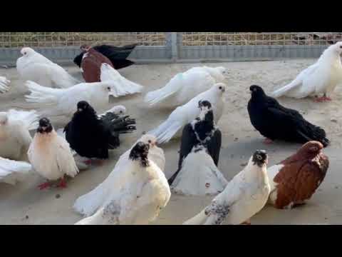 Видео: Крюковские голуби. В гостях у Юры. г. Днепр