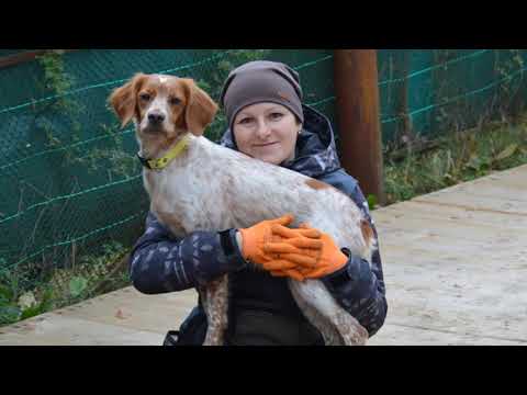 Видео: ОКД экзамен эпаньол бретон Импи 17 10 2021