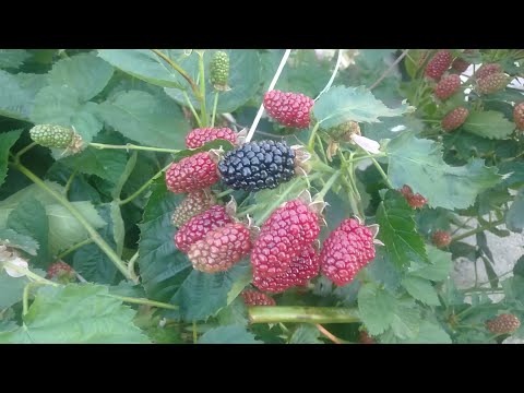 Видео: Ожина Блек Джем на пагонах минулого року