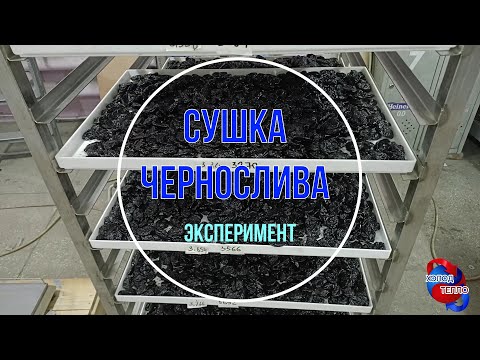 Видео: Камера сушки чернослива. Сушим чернослив и рассказываем про динамику сушки с параметрами.