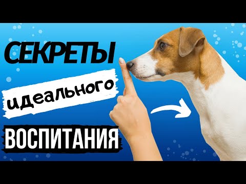 Видео: КАК ВОСПИТАТЬ ИДЕАЛЬНУЮ СОБАКУ? | Советы начинающим собаководам