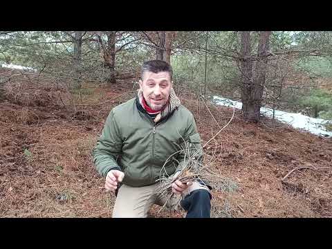 Видео: Палене на огън в сурова и влажна зимна среда с магнезиева запалка