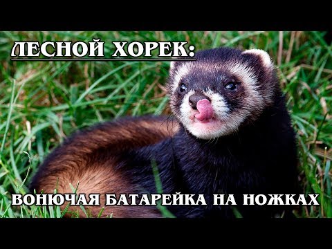 Видео: ЛЕСНОЙ ХОРЕК: Хорошо приручается | Интересные факты про хорьков
