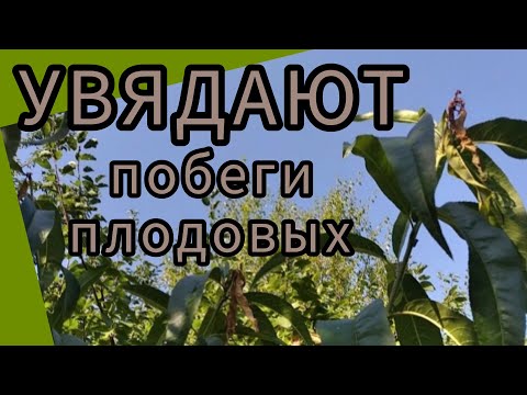 Видео: ВОСТОЧНАЯ плодожорка это бич плодовых. Лучшие методы защиты.