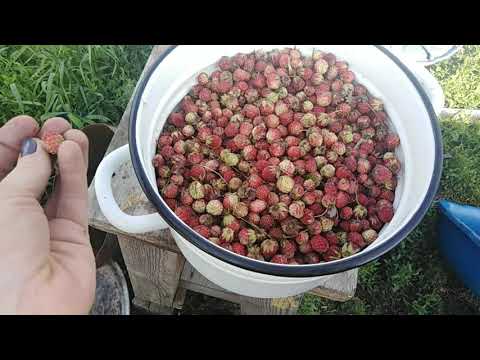 Видео: Лесная клубника. От сбора ягод до готового варенья!!