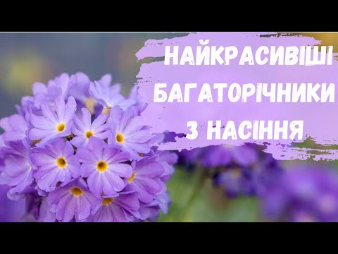Видео: НАЙКРАСИВІШІ БАГАТОРІЧНИКИ ІЗ НАСІННЯ