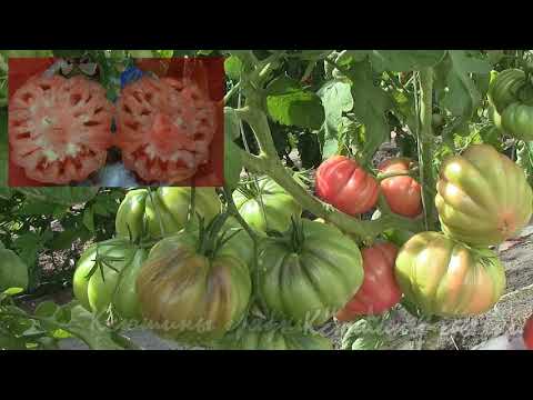 Видео: О сортах томатов Старожилы наших грядок.