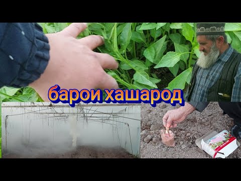 Видео: биогумус А.чоми хожида биогумус Овардем.