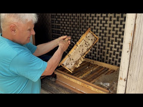 Видео: МАГАЗИННЫЕ НАДСТАВКИ НА УЛЬЯ