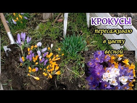 Видео: Развеиваю миф о сроках пересадок крокусов в цветущем виде. Мой проверенный метод