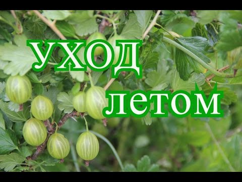 Видео: Крыжовник. Уход за крыжовником летом.(10.07.16 г.)