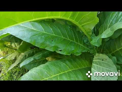 Видео: В этом году один сорт табака, Флорида Суматра, семечки из алтайского края.