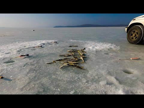 Видео: ЗИМНЯЯ РЫБАЛКА в Приморье 2024. Ловля НАВАГИ на море.