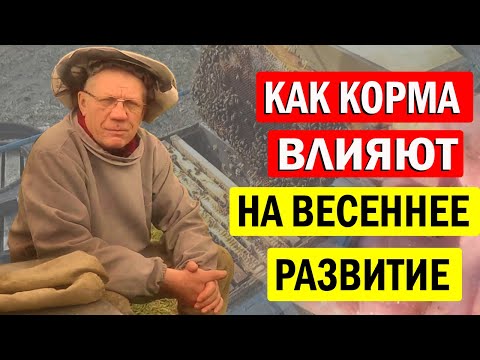 Видео: Весеннее развитие пчел. Как ПОМОЧЬ ПЧЕЛАМ весной?
