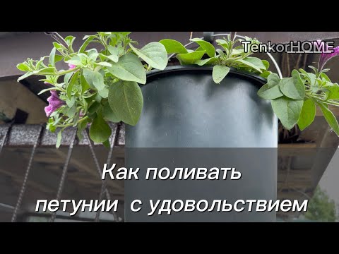 Видео: Полив петуний в удовольствие! Поливаем по новому!