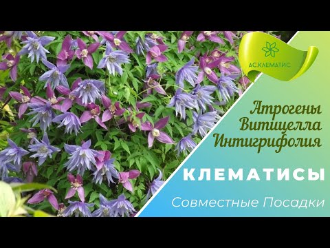 Видео: КЛЕМАТИСЫ. Планируем совместные посадки. Часть 2.  Видовые подгруппы.