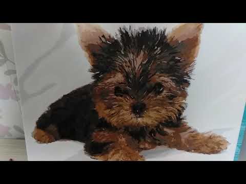 Видео: Уход за новорожденными щенками Бивер Йорка. Кормление, докорм, гигиена.