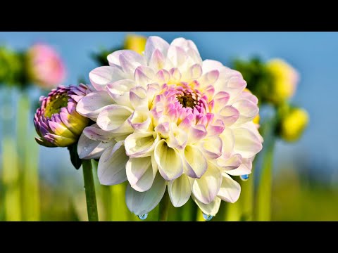 Видео: самая красивая музыка🌿 поможет вам снять усталость от стресса🌿 успокаивает нервную систему #21