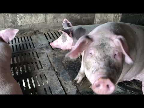 Видео: Рекордный вес поросят в 15 дней! Опрос свиноматки породы Дюрок-пьетрен.