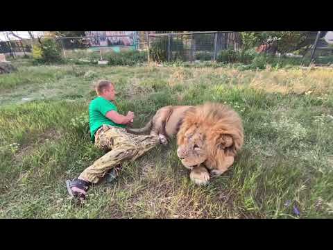 Видео: Как мы лечили ЛЬВА МАЛЫША !