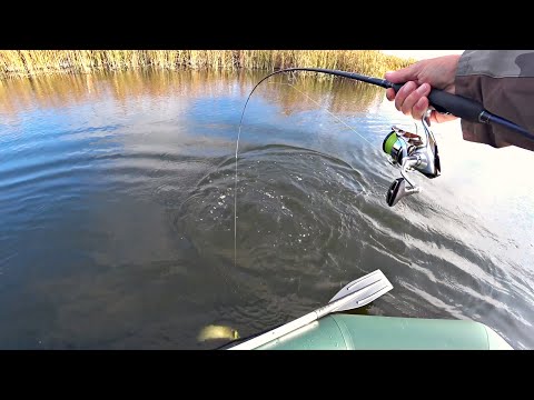 Видео: Вот это клюнуло! Спиннинг в ДУГУ! ОСЕННЯЯ РЫБАЛКА НА ЩУКУ.