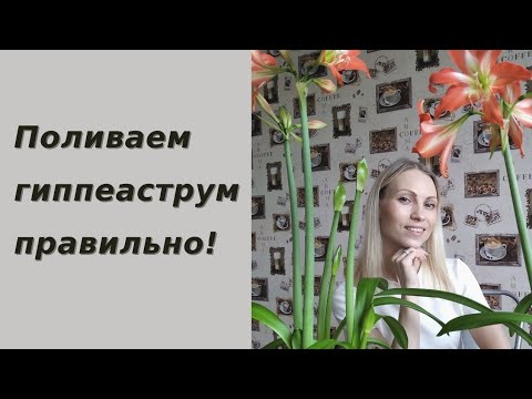 Видео: Не цветёт гиппеаструм?? Поливай правильно!