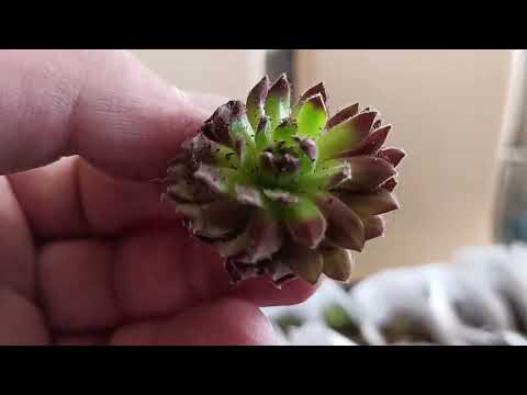 Видео: Распаковка молодило (часть 6)