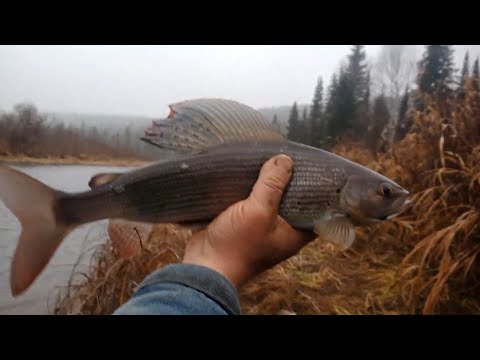 Видео: 19 Сказочная тайга Рыбалка 77 осень Охота Выживание Таежный Медведь Лес Поход Сибирь Бушкрафт Метеор