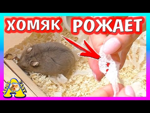 Видео: СЪЕСТ ХОМЯК ЖИВОГО КУЗНЕЧИКА? / ЭКСПЕРИМЕНТ / ЧТО СЛУЧИЛОСЬ С ХОМКИ СТЕШЕЙ? / Alisa Easy Pets