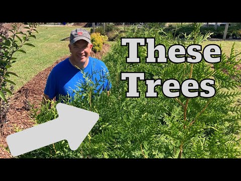 Видео: Как я превратил 140 долларов инвестиций в растения в 11 000 долларов за 3 года.