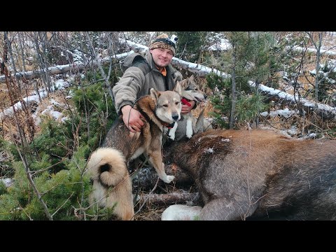Видео: Охота на лося#охота#охотассобакой#промысел#лоси#природа#тайга