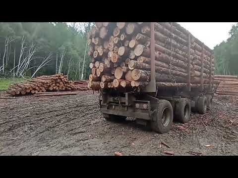 Видео: Цепи не помогли. Вольво лесовоз