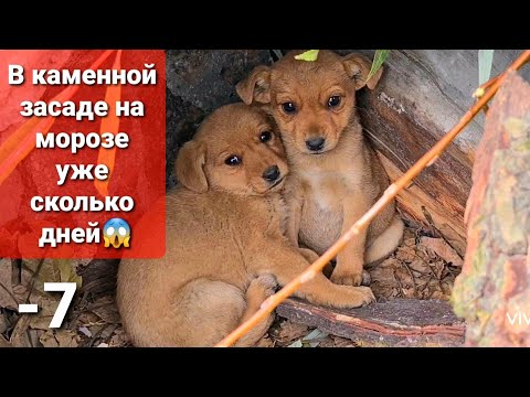 Видео: Щенки выкинуты на мороз, где люди не живут😱, Срочно❗им нужен дом🙏 времени мало🥺