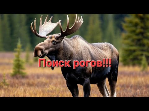 Видео: РОГА НА КАЖДОМ ШАГУ.ПОИСК РОГОВ ЛОСЯ.