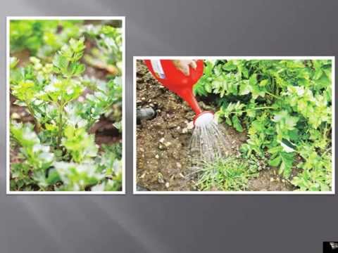 Видео: Выращивание корнеплодов