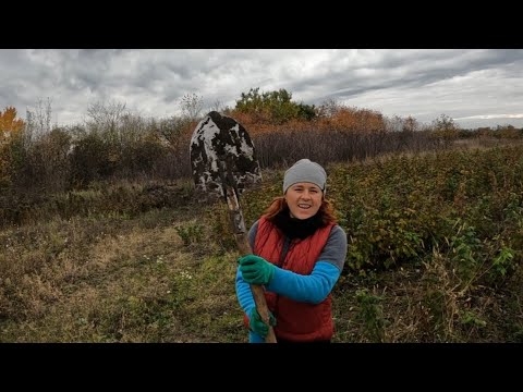 Видео: ❌Перший раз копаю саджанці і мабуть останній раз збираю малину. Життя в селі. Заробіток на малині✅