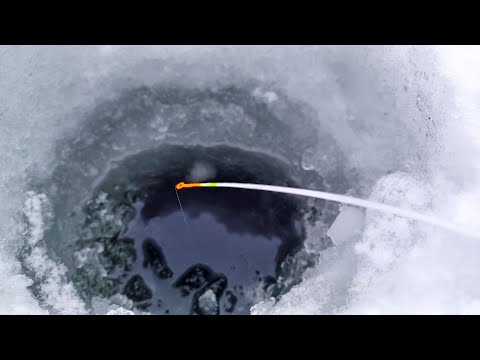 Видео: ПЕРЕБИРАЯ безмотылки, НАШЁЛ ТУ САМУЮ для плотвы! Рыбалка зимой в 2023