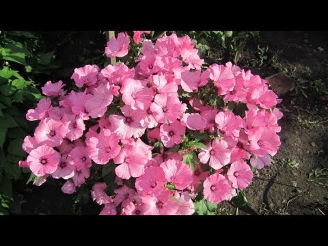 Видео: Что ПОСЕЯТЬ ПОД ЗИМУ: эти однолетники сами ВЗОЙДУТ весной