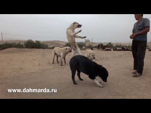 Видео: Аборигенные САО, таджикские саги дахмарда глазами зарубежных "экспертов"