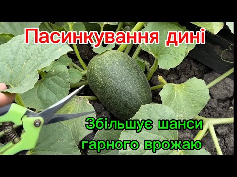 Видео: Пасинкування динь, покрокова інструкція.