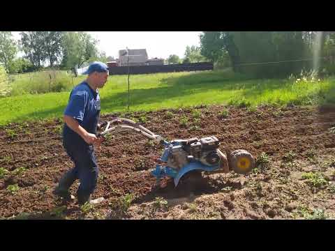 Видео: A homemade rotary hoe is in operation. #роторныйокучник в работе.
