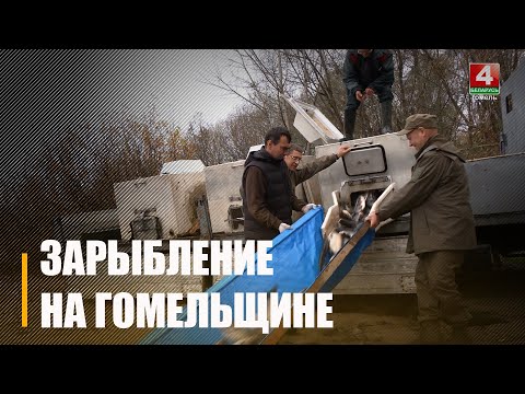 Видео: 1 500 кг малька толстолобика выпустили в гомельские озёра