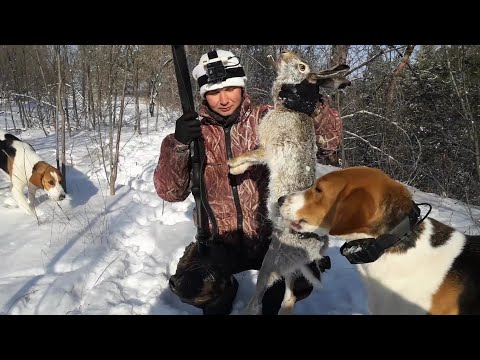 Видео: Охота На Зайца С РПГ! Такого Зайца Мало Кто Видел!