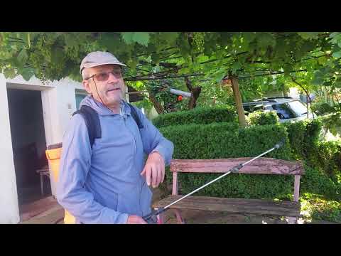 Видео: Как се пръска асма лоза.How to spray a grapevine pergola.
