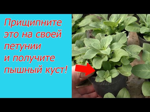 Видео: У вас тоже будет самая красивая петуния- просто прищипните её так, как мы!