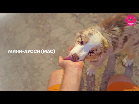 Видео: Почему мы хотим больше мини-аусси (МАС)? Почему не кавалеры, не бульдоги и даже не булли?