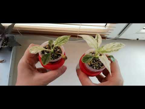Видео: Излишки растений. 08.06.2025г.